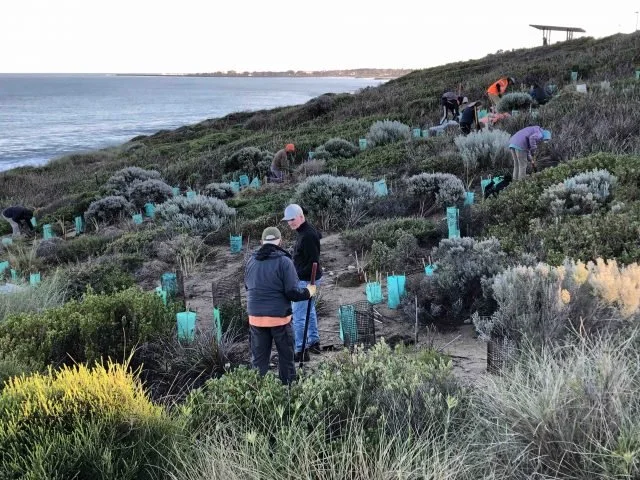 Coastcare groups revegetating the sand dunes at Marmion Foreshore